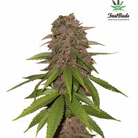 C4 Auto Feminised Cannabis Seeds | Fast Buds.