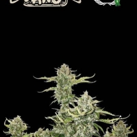 Superior Candy Dawg Auto Feminised Cannabis Seeds | Seed Stockers.