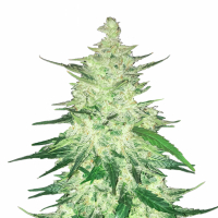 CBD 11 Feminised Cannabis Seeds | Fast Buds.