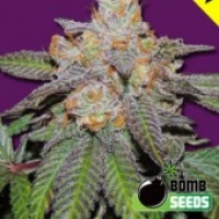 Cherry Bomb Auto Feminised Cannabis Seeds | Bomb Seeds