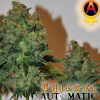 CHIESEL Automatic Feminised Cannabis Seeds | Big Buddha Seeds