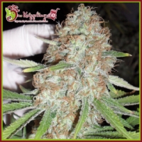 Chocberry CBD Auto Feminised Cannabis Seeds | Dr Krippling.