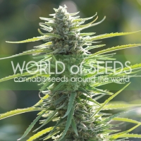 Columbia Gold Feminised Cannabis Seeds | World of Seeds