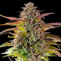 Cookies Gelato Auto Feminised Cannabis Seeds | Royal Queen Seeds.