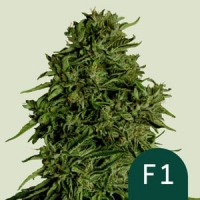 Cosmos F1 CBD Auto Feminised Cannabis Seeds | Royal Queen Seeds.