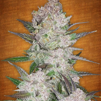 ​Cream Cookies Auto Feminised Cannabis Seeds | Fast Buds