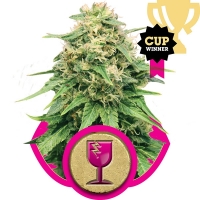 Critical Feminised Cannabis Seeds | Royal Queen Seeds