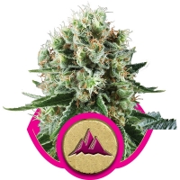Critical Kush Feminised Cannabis Seeds | Royal Queen Seeds