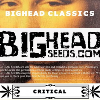 Critical Feminised Cannabis Seeds | Big Head Seeds