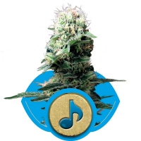 Dance World Feminised Cannabis Seeds | Royal Queen Seeds