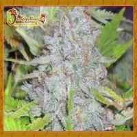 Dr Krippling Delhi Friend  Feminised Cannabis Seeds For Sale