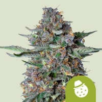 Dosidos Auto Feminised Cannabis Seeds | Royal Queen Seeds.