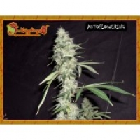 Dr Krippling Sonic Bloom Auto Feminised Cannabis Seeds For Sale