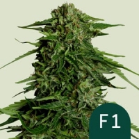 Epsilon F1 Auto Feminised Cannabis Seeds | Royal Queen Seeds.