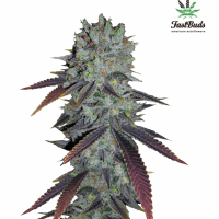 Fastberry Auto Feminised Cannabis Seeds | Fast Buds
