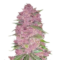 Purple Lemonade FF Feminised Cannabis Seeds | Fast Buds