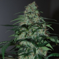 Five-O Feminised Cannabis Seeds