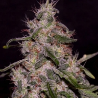 Frosted Guava Feminised | Cream of the Crop