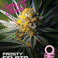 Frosty Gelato Auto Feminised Cannabis Seeds - Growers Choice