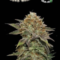 Superior Fruit Cake Feminised Cannabis Seeds | Seed Stockers