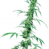 Grapevine Candy Feminised Cannabis Seeds | Sensi Seeds.
