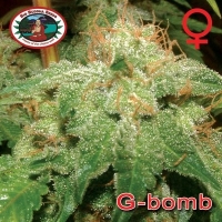 G-Bomb Feminised Cannabis Seeds | Big Buddha Seeds