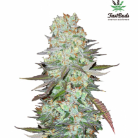 G14 Auto Feminised Cannabis Seeds | Fast Buds