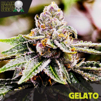 Gelato Feminised Cannabis Seeds | Black Skull Seeds