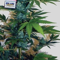 Blue Cheese Automatic Feminised Cannabis Seeds | Big Buddha Seeds