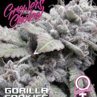 Gorilla Cookies Feminised Cannabis Seeds - Growers Choice