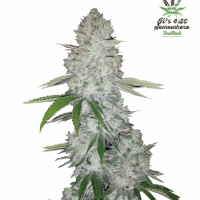 Glue Auto Feminised Cannabis Seeds | Fast Buds.