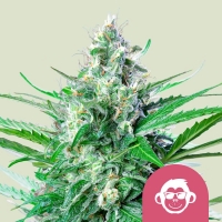 Grape Ape Feminised Cannabis Seeds | Royal Queen Seeds.