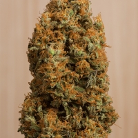 Green Crack CBD Feminised Cannabis Seeds | Humboldt Seeds Organisation