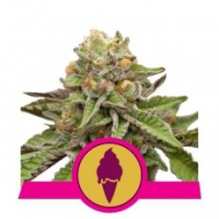 Green Gelato Auto Feminised Cannabis Seeds | Royal Queen Seeds.