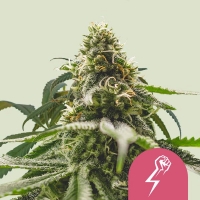 Green Crack Punch Feminised Cannabis Seeds | Royal Queen Seeds.