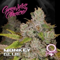 Monkey Glue Auto Feminised Cannabis Seeds - Growers Choice