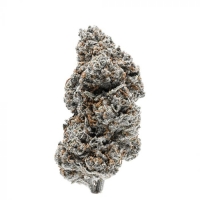 Tangie Punch Feminised Cannabis Seeds - Growers Choice.