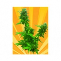 Guerilla Ryder Auto Regular Cannabis Seeds
