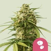 Gushers Feminised Cannabis Seeds | Royal Queen Seeds.