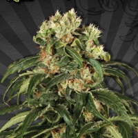 Hijack Auto flowering Feminised Cannabis Seeds | Auto Seeds