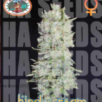 Hindu Cream Feminised Cannabis Seeds | Big Buddha Seeds 