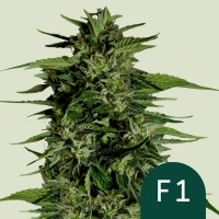 Hyperion F1 Auto Feminised Cannabis Seeds | Royal Queen Seeds.