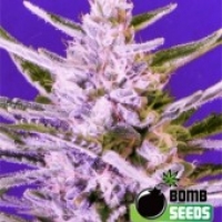 Ice Bomb Feminised Cannabis Seeds | Bomb Seeds.