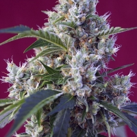Indica Berry Kush Feminised Cannabis Seeds | Sweet Seeds