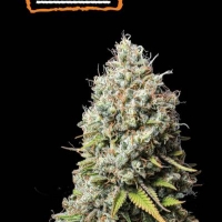 Jack Herer Auto Feminised Cannabis Seeds | Seed Stockers