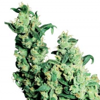 Jack Herer Regular Cannabis Seeds | Sensi Seeds 