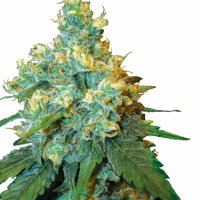 Jack Herer Feminised Cannabis Seeds | Sensi Seeds 