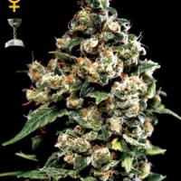 Jack Herer Feminised Cannabis Seeds | Black Skull Seeds