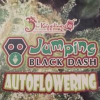 Jumping Black Dash Auto Feminised Cannabis Seeds | Dr Krippling 