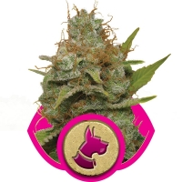 Kali Dog Feminised Cannabis Seeds | Royal Queen Seeds